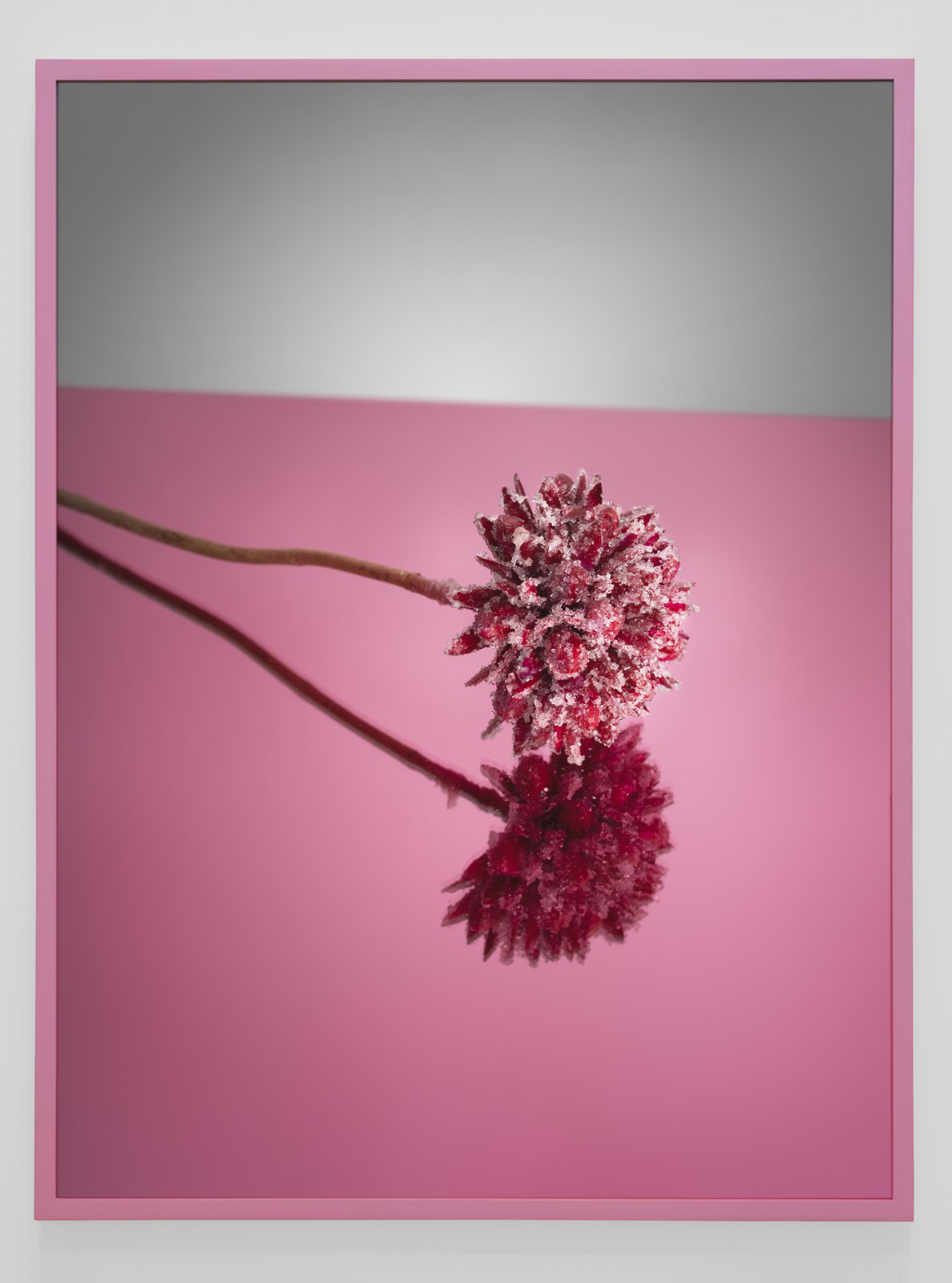 Sugar Coated Flower, 2023